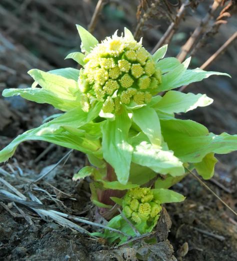 japanese butterbar mountain vegetable