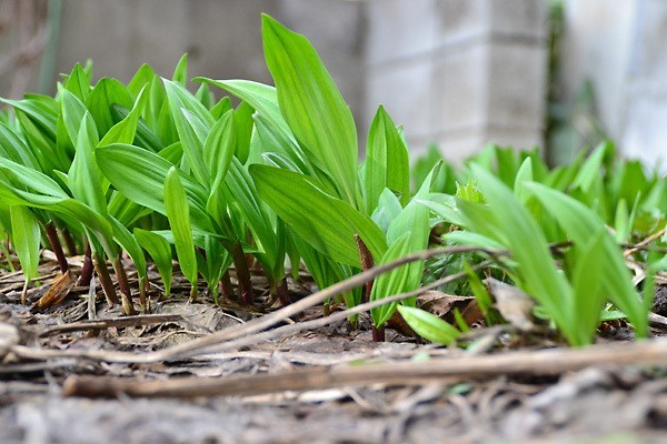 ainu negi mountain vegetable