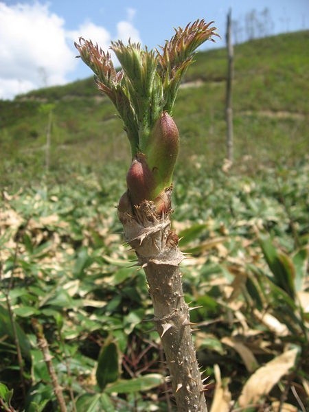 tara no me mountain vegetable