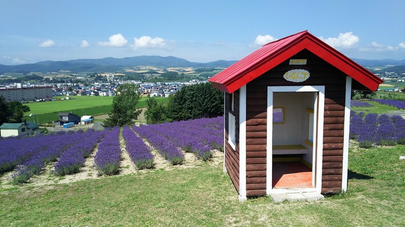 Little house in front of the lavender field at Hinode Park.
