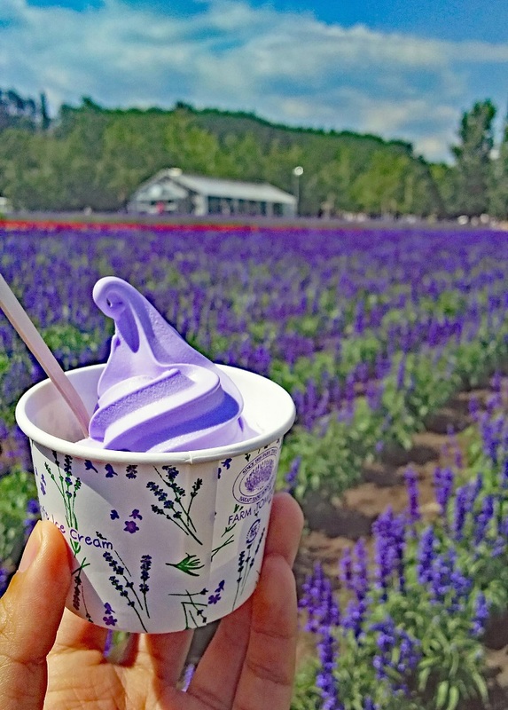 Lavender ice cream at Tomita Farm.