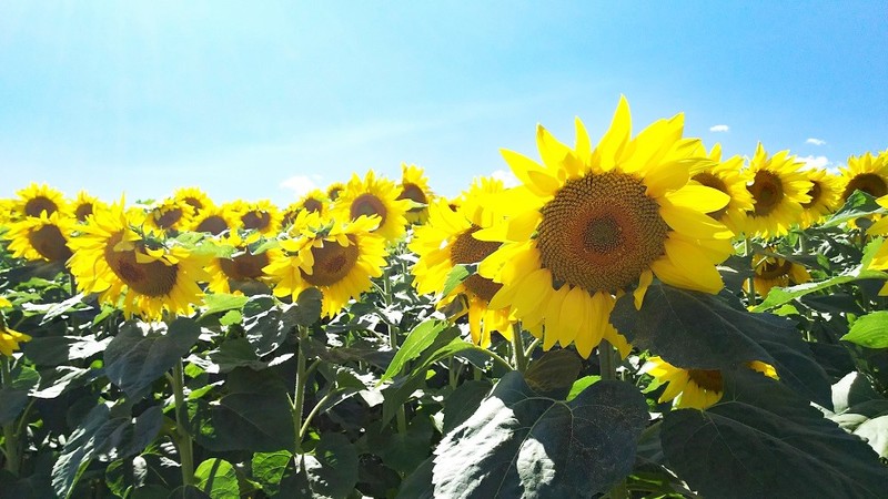 Sunflower in Shikisainooka