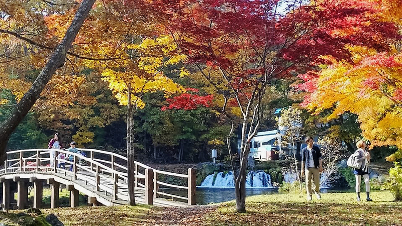 autumn leaves in fukidashi park kyogoku