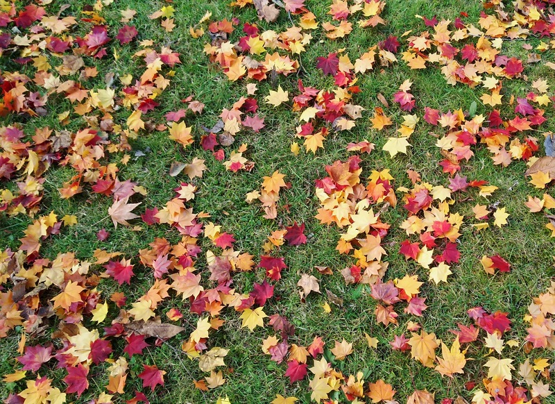 fukidashi park autumn leaves